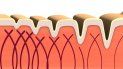 la importancia del colageno para el cuerpo humano la importancia del colageno para el cuerpo humano
