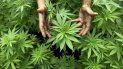 La industria del cannabis legal tiene dificultades para acceder a la banca. La industria del cannabis legal tiene dificultades para acceder a la banca.