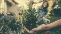 Muchas familias optan por tener cultivos en los jardines de sus hogares. Muchas familias optan por tener cultivos en los jardines de sus hogares.