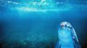 Especies como ballenas, delfines y tortugas marinas se encuentran entre las amenazadas por las redes de pesca. Especies como ballenas, delfines y tortugas marinas se encuentran entre las amenazadas por las redes de pesca.