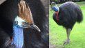 El casuario es capaz de acabar con cualquier depredador o amenaza con una sola patada, gracias a sus poderosas garras. El casuario es capaz de acabar con cualquier depredador o amenaza con una sola patada, gracias a sus poderosas garras.