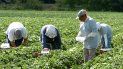 Fotografía de archivo fechada en marzo de 2007 en la que se ve a un grupo de mujeres, que no quisieron identificarse, trabajan en la recogida de fresas en un campo agrícola del sur de la Florida. Fotografía de archivo fechada en marzo de 2007 en la que se ve a un grupo de mujeres, que no quisieron identificarse, trabajan en la recogida de fresas en un campo agrícola del sur de la Florida.