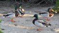 En esta área se han contabilizado hasta unos 200 tipos de aves, entre ellos el pato migratorio ánade real (Anas platyrhynchos). En esta área se han contabilizado hasta unos 200 tipos de aves, entre ellos el pato migratorio ánade real (Anas platyrhynchos).