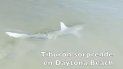 Un tiburón mediano sorprendió a los bañistas de Daytona Beach. Un tiburón mediano sorprendió a los bañistas de Daytona Beach.