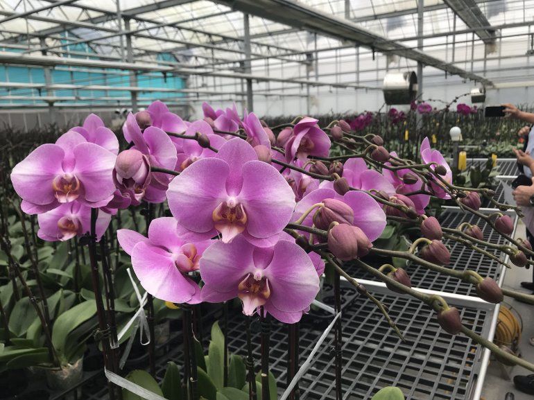 Hay orquídeas de disímiles tamaños, en una amplísima gama de colores.