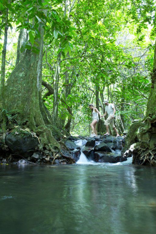 Un viaje a trav&eacute;s de un verde salvaje: La isla Moorea est&aacute; cubierta de jungla. 