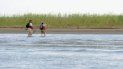 La zona muerta ubicada en la desembocadura del río Misisipi, en aguas del golfo de México, podría convertirse durante el mes de julio en la segunda mayor registrada de la historia. La zona muerta ubicada en la desembocadura del río Misisipi, en aguas del golfo de México, podría convertirse durante el mes de julio en la segunda mayor registrada de la historia.