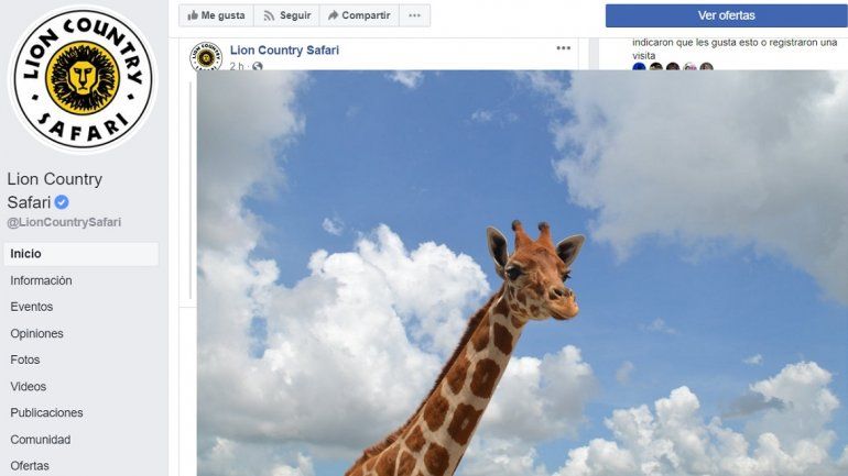 Captura de una foto de una jirafa publicada en la pÃ¡gina de Facebook del parqueÂ Lion Country Safari