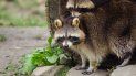 La autoridad de Salud realiza exámenes periódicos en animales relacionados con el hábitat silvestre. La autoridad de Salud realiza exámenes periódicos en animales relacionados con el hábitat silvestre.