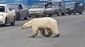 Esta imagen tomada de un video publicado por @putoranatour/Oleg Krashevsky el 17 de junio de 2019 muestra un oso polar cruzando una calle en Norilsk, Rusia. Esta imagen tomada de un video publicado por @putoranatour/Oleg Krashevsky el 17 de junio de 2019 muestra un oso polar cruzando una calle en Norilsk, Rusia.