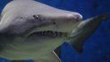 Durante décadas Florida ha copado el primer puesto en ataques de tiburones. Durante décadas Florida ha copado el primer puesto en ataques de tiburones.