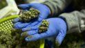 En esta fotografía del 4 de abril de 2019, un trabajador muestra en Gardena, California, cogollos frescos de marihuana recientemente manicurados para su posterior venta. En esta fotografía del 4 de abril de 2019, un trabajador muestra en Gardena, California, cogollos frescos de marihuana recientemente manicurados para su posterior venta.