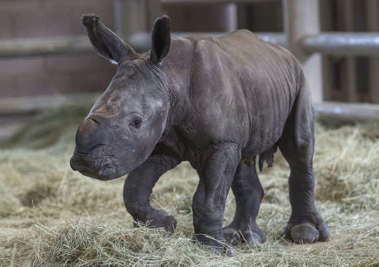 Resultado de imagen para Nace la primera crÃ­a de rinoceronte blanco en Cuba
