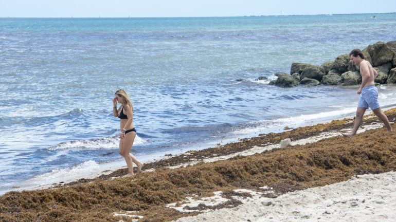 Los bañistas encuentran grandes concentraciones de sargazo en las playas del sur de la Florida.