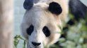En esta fotografía del 16 de diciembre de 2013, se muestra al panda Yang Guang mientras explora su recinto en el Zoológico de Edimburgo, en Escocia. (AP Foto/Scott Heppell, Archivo) En esta fotografía del 16 de diciembre de 2013, se muestra al panda Yang Guang mientras explora su recinto en el Zoológico de Edimburgo, en Escocia. (AP Foto/Scott Heppell, Archivo)