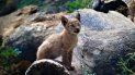 Fotografía proporcionada por Fundación Cataluña La Pedrera de un lince de dos meses en el complejo MónNatura en Alt Aneu Pallars Sobira, España. Fotografía proporcionada por Fundación Cataluña La Pedrera de un lince de dos meses en el complejo MónNatura en Alt Aneu Pallars Sobira, España.