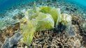 La contaminación plástica en el mar no se detiene. La contaminación plástica en el mar no se detiene.