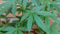 El uso recreativo de marihuana sigue siendo ilegal en Florida. El uso recreativo de marihuana sigue siendo ilegal en Florida.