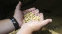China suspenderá los aumentos arancelarios en la soya, el cerdo y otros productos agrícolas, dijo la agencia de noticias Xinhua. China suspenderá los aumentos arancelarios en la soya, el cerdo y otros productos agrícolas, dijo la agencia de noticias Xinhua.