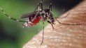 La hembra del mosquito Aedes aegypti es la que transmite el dengue. La hembra del mosquito Aedes aegypti es la que transmite el dengue.