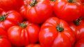 El acuerdo fija precios mínimos para el tomate mexicano, incluso un recargo de 40% en las importaciones orgánicas. El acuerdo fija precios mínimos para el tomate mexicano, incluso un recargo de 40% en las importaciones orgánicas.