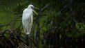 Todos los que quieran visitar los Cayos de la Florida pueden buscar información sobre la flora y la fauna, y en particular sobre especies amenazadas. Todos los que quieran visitar los Cayos de la Florida pueden buscar información sobre la flora y la fauna, y en particular sobre especies amenazadas.