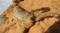 El escorpión pertenece a la especie Androctonus australis, que habita en el norte de África y el sur de Asia, según se informó en el comunicado. El escorpión pertenece a la especie Androctonus australis, que habita en el norte de África y el sur de Asia, según se informó en el comunicado.