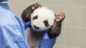 Fotografía proporcionada por el zoológico de Berlín el viernes 18 de octubre de 2019 de una persona con uno de los dos pandas nacidos en el zoológico. Fotografía proporcionada por el zoológico de Berlín el viernes 18 de octubre de 2019 de una persona con uno de los dos pandas nacidos en el zoológico.