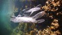 Un pez atrapado dentro de un guante de plástico en el mar. Un pez atrapado dentro de un guante de plástico en el mar.