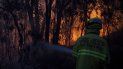 Bomberos combaten un incendio forestal en Woodford, Nueva Gales del Sur, el viernes 8 de noviembre de 2019. Bomberos combaten un incendio forestal en Woodford, Nueva Gales del Sur, el viernes 8 de noviembre de 2019.
