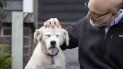 Esta foto del lunes 11 de noviembre del 2019 muestra a Daniel Promislow, investigador de la Facultad de Medicina de la Universidad de Washington y principal investigador del Proyecto de Envejecimiento de Perros, al lado de Frisbee en su casa de Seattle. Esta foto del lunes 11 de noviembre del 2019 muestra a Daniel Promislow, investigador de la Facultad de Medicina de la Universidad de Washington y principal investigador del Proyecto de Envejecimiento de Perros, al lado de Frisbee en su casa de Seattle.