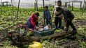 En imagen de archivo del 19 de agosto de 2016, el agricultor Edgar Serralde se prepara para comer junto con sus trabajadores y su hijo en un sembradío de lechugas en Xochimilco, en las afueras de la Ciudad de México. En imagen de archivo del 19 de agosto de 2016, el agricultor Edgar Serralde se prepara para comer junto con sus trabajadores y su hijo en un sembradío de lechugas en Xochimilco, en las afueras de la Ciudad de México.