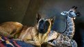 Hunter, un joven pastor belga Malinois, vigila a Jazz, una jirafa macho de nueve días, en el orfanato Rhino en la provincia Limpopo de Sudáfrica, el viernes 22 de noviembre de 2019. Hunter, un joven pastor belga Malinois, vigila a Jazz, una jirafa macho de nueve días, en el orfanato Rhino en la provincia Limpopo de Sudáfrica, el viernes 22 de noviembre de 2019.