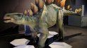 Desde este sábado 25 de enero y hasta el 25 de mayo, los visitantes del Museum of Discovery and Science viajarán en el tiempo con la nueva exposición Expedition: Dinosaur. Desde este sábado 25 de enero y hasta el 25 de mayo, los visitantes del Museum of Discovery and Science viajarán en el tiempo con la nueva exposición Expedition: Dinosaur.