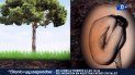 entierros ecologicos convierten los cuerpos en semilla para un arbol entierros ecologicos convierten los cuerpos en semilla para un arbol
