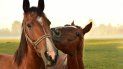 El cargamento de champú para caballos con cocaína iba a ser enviado a la Ciudad de México. El cargamento de champú para caballos con cocaína iba a ser enviado a la Ciudad de México.