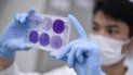 Un investigador evalúa la evolución del virus en busca de la vacuna contra el COVID-19. Un investigador evalúa la evolución del virus en busca de la vacuna contra el COVID-19.