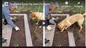 Un perro se convierte en el mejor ayudante en las labores de jardineria. Un perro se convierte en el mejor ayudante en las labores de jardineria.