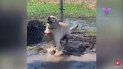 Conoce a Stevie, el labrador amarillo cuyo trastorno neurológico congénito no le impide disfrutar jugando. Conoce a Stevie, el labrador amarillo cuyo trastorno neurológico congénito no le impide disfrutar jugando.