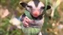 la tierna imagen de una cria zarigüeya durmiendo abrazada a una planta que se ha hecho viral la tierna imagen de una cria zarigüeya durmiendo abrazada a una planta que se ha hecho viral