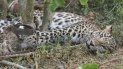 En esta imagen de noviembre de 2014 proporcionada por el Wildlife Trust of India, un leopardo en una trampa en un bosque de Karnataka, India. En esta imagen de noviembre de 2014 proporcionada por el Wildlife Trust of India, un leopardo en una trampa en un bosque de Karnataka, India.