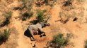 La foto muestra un elefante muerto en el delta de Okavango, Botsuana, 25 de mayo de 2020. Botsuana investiga la muerte de 275 elefantes en esta zona silvestre del sur del país. La foto muestra un elefante muerto en el delta de Okavango, Botsuana, 25 de mayo de 2020. Botsuana investiga la muerte de 275 elefantes en esta zona silvestre del sur del país.