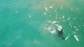 Captura de video en la que se aprecia a un grupo de bañistas junto a una ballena en una playa de Sidney, Australia Captura de video en la que se aprecia a un grupo de bañistas junto a una ballena en una playa de Sidney, Australia