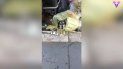 Según la portavoz de Animalisti Italiani, Emanuela Bignami, a Spillo lo habían metido en una bolsa de residuos orgánicos y tirado a un contenedor. Según la portavoz de Animalisti Italiani, Emanuela Bignami, a Spillo lo habían metido en una bolsa de residuos orgánicos y tirado a un contenedor.