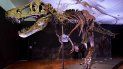 Stan, digno representante de la especie reina de los dinosaurios, pesaba de siete a ocho toneladas cuando vivía hace 67 millones de años. Stan, digno representante de la especie reina de los dinosaurios, pesaba de siete a ocho toneladas cuando vivía hace 67 millones de años.