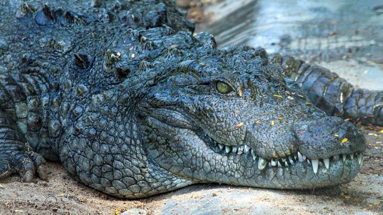 Florida man saved from dying after alligator attack