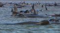 Más de 200 ballenas piloto quedaron atrapadas en un banco de arena en la isla de Tasmania. Más de 200 ballenas piloto quedaron atrapadas en un banco de arena en la isla de Tasmania.
