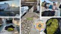 Agentes de la Comisión de Conservación de Vida Silvestre y Pesca de Florida arrestaron a los cazadores furtivos de langosta y cangrejo. Agentes de la Comisión de Conservación de Vida Silvestre y Pesca de Florida arrestaron a los cazadores furtivos de langosta y cangrejo.