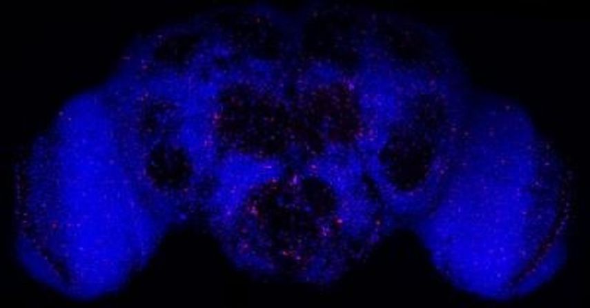 Existen alimentos que ayudan a un envejecimiento saludable del cerebro.