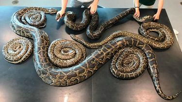 Una pitón birmana llamada Argo llevó a los investigadores a un criadero de serpientes.